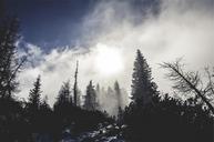 forest-fog-mist-clouds-winter-642116.jpg