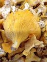 fungus-chanterelle-market-fall-1171253.jpg