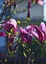 magnolia-flower-magnolia-flower-741529.jpg