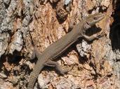 lizard-spring-vigilant-543984.jpg