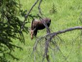 Moose_in_Rocky_Mountain_National_Park.jpg