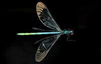 Ebony_Jewelwing_Damselfly,_U,_Wings_2,_PG_County,_Maryland_2013-06-12-16.17.42_ZS_PMax.jpg