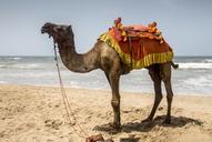 camel-seashore-sea-sand-mammal-958703.jpg