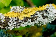 weave-nature-branch-bark-moss-779453.jpg