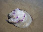 jellyfish-sea-beach-nature-ocean-962757.jpg