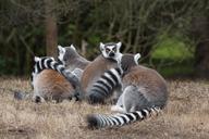 lemur-ring-tailed-animal-wild-1435083.jpg