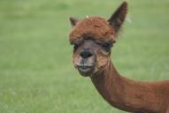 alpaca-face-alpaca-farm-701818.jpg