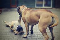 happy-dog-boerboels-pleasure-917603.jpg