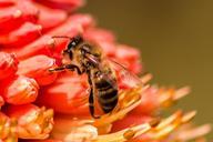 bee-insect-nature-honey-yellow-556966.jpg