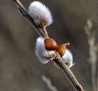 pussy-willow-pasture-bush-bud-636570.jpg