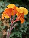 floral-tube-canna-9222.jpg