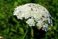 yarrow-flower-grassland-plants-1510717.jpg