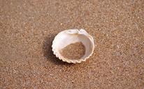 shell-lonely-sea-beach-loneliness-976041.jpg