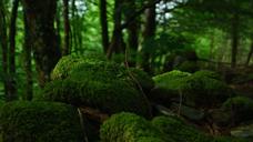 forest-trees-foam-vegetation-1183524.jpg