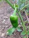 pepper-capsicum-green-food-eat-393000.jpg