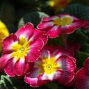 primrose-flower-spring-pink-yellow-90221.jpg