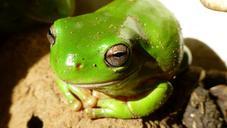 frog-reptile-australia-animal-pond-615176.jpg