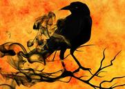 raven-crow-night-creepy-darkness-1373630.jpg