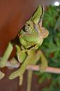 chameleon-pet-green-yemen-chameleon-907756.jpg