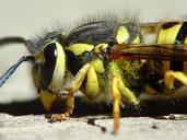 yellow-jacket-wasp-nature-insect-912022.jpg