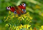 peacock-butterfly-nature-insect-437768.jpg