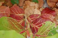 leaves-vines-green-plant-351221.jpg