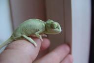 chameleon-yemen-chameleon-green-276601.jpg