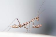 praying-mantis-insect-wildlife-bug-498660.jpg