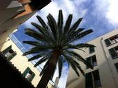 palm-courtyard-majorca-sun-252044.jpg