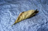 light-painting-leaf-dried-leaf-251787.jpg