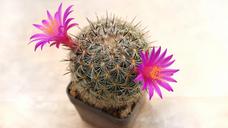 cactus-flower-plant-sukulent-1397679.jpg