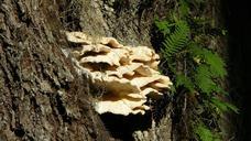 fungus-fungi-mushroom-tree-fern-102909.jpg