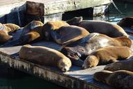 sea-lion-animal-marine-wildlife-1053350.jpg