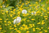 dandelion-buttercup-sharp-buttercup-817642.jpg