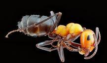 ant-worker-macro-insect-bug-1112951.jpg