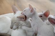 kitten-playful-siamese-cat-bite-408853.jpg