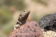 reptile-lizard-close-scaly-animal-218334.jpg