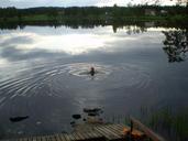 lake-swimming-water-nature-summer-702121.jpg