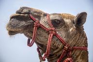 camel-sea-animal-travel-tourism-958704.jpg