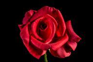 red-rose-rose-rose-bloom-blossom-334131.jpg