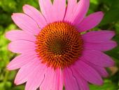 daisy-flower-pink-bloom-summer-17951.jpg