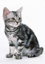 Cute-tabby-kitten-isolated-on-white.jpg