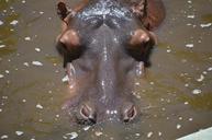 hippo-animal-zoo-salvador-bahia-96338.jpg