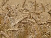 wheat-spike-wheat-field-cereals-8762.jpg