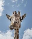 giraffe-head-mouth-funny-close-556893.jpg