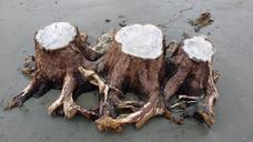 driftwood-stump-tree-stump-nature-1676928.jpg