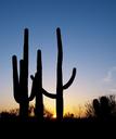 Saguaro Cactus near Tucson, Arizona LCCN2010630240.tif.tiff