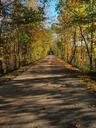 trail-road-path-trees-autumn-fall-487831.jpg