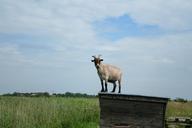 goat-animal-funny-billy-goat-386221.jpg