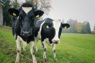 cows-two-cows-dairy-agriculture-1264547.jpg